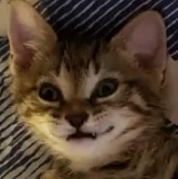 Meet your Posher, Cathy - Picture 1 of 1